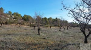 Finca en Calaceite con olivares centenarios, almendros y bosques. en oferta con tranquilidad y privacidad por 35.000€