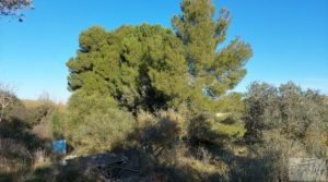 Casa de Campo en Caspe con olivos centenarios, almendros e higueras. para vender con agua