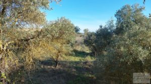 Foto de Casa de Campo en Caspe con olivos centenarios, almendros e higueras. con agua por 35.000€