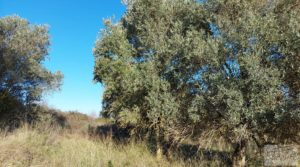 Foto de Casa de Campo en Caspe con olivos centenarios, almendros e higueras. con chimenea por 35.000€