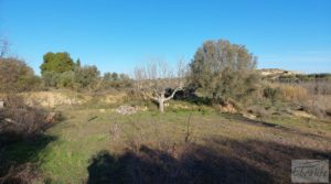 Casa de Campo en Caspe con olivos centenarios, almendros e higueras. a buen precio con chimenea