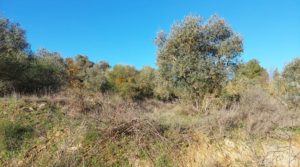 Vendemos Casa de Campo en Caspe con olivos centenarios, almendros e higueras. con chimenea por 35.000€