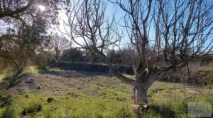 Casa de Campo en Caspe con olivos centenarios, almendros e higueras. en venta con agua