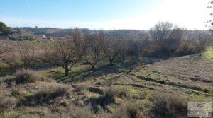 Casa de Campo en Caspe con olivos centenarios, almendros e higueras. a buen precio con buenos accesos