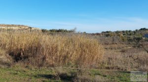 Casa de Campo en Caspe con olivos centenarios, almendros e higueras. en oferta con buenos accesos