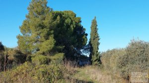Casa de Campo en Caspe con olivos centenarios, almendros e higueras. en venta con buenos accesos