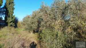 Se vende Casa de Campo en Caspe con olivos centenarios, almendros e higueras. con agua por 35.000€