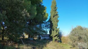 Casa de Campo en Caspe con olivos centenarios, almendros e higueras. a buen precio con agua