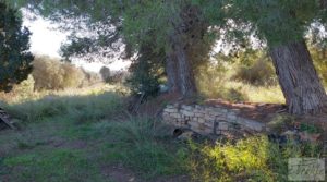 Foto de Casa de Campo en Caspe con olivos centenarios, almendros e higueras. con chimenea