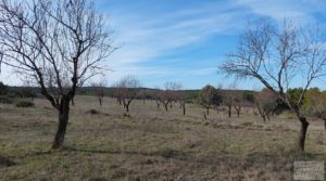 Finca con másica de piedra en Calaceite con almendros y olivos. para vender con tranquilidad y privacidad por 28.000€