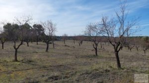 Finca con másica de piedra en Calaceite con almendros y olivos. en venta con tranquilidad y privacidad por 28.000€