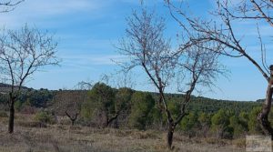 Finca con másica de piedra en Calaceite con almendros y olivos. en oferta con tranquilidad y privacidad