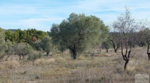 Se vende Finca con másica de piedra en Calaceite con almendros y olivos. con tranquilidad y privacidad