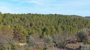 Finca con másica de piedra en Calaceite con almendros y olivos. en oferta con tranquilidad y privacidad por 28.000€