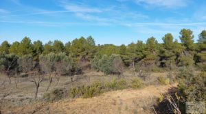 Detalle de Finca con másica de piedra en Calaceite con almendros y olivos. con tranquilidad y privacidad por 28.000€