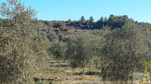 Propiedad en Mazaleón, cerca del río Matarraña. en oferta con buen acceso