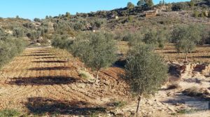 Propiedad en Mazaleón, cerca del río Matarraña. en oferta con buen acceso