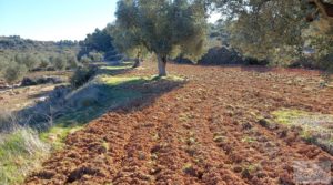 Propiedad en Mazaleón, cerca del río Matarraña. para vender con buen acceso