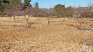 Foto de Propiedad en Mazaleón, cerca del río Matarraña. en venta con buen acceso