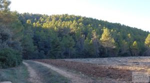 Foto de Finca agrícola con masía de piedra y bosque en Fuentespalda. en venta con excelentes accesos por 66.000€