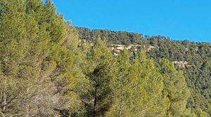 Detalle de Finca agrícola con masía de piedra y bosque en Fuentespalda. con excelentes accesos