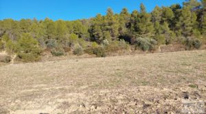 Finca agrícola con masía de piedra y bosque en Fuentespalda. en oferta con excelentes accesos por 66.000€