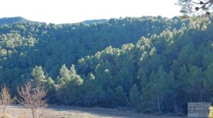 Finca agrícola con masía de piedra y bosque en Fuentespalda. para vender con excelentes accesos