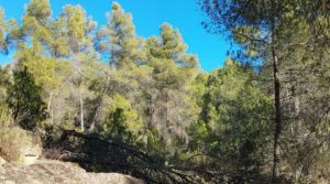Foto de Finca agrícola con masía de piedra y bosque en Fuentespalda. con excelentes accesos