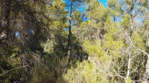 Detalle de Finca agrícola con masía de piedra y bosque en Fuentespalda. con excelentes accesos