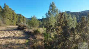 Vendemos Finca agrícola con masía de piedra y bosque en Fuentespalda. con excelentes accesos por 66.000€