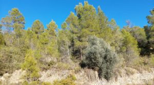Foto de Finca agrícola con masía de piedra y bosque en Fuentespalda. en venta con excelentes accesos por 66.000€