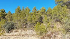 Finca agrícola con masía de piedra y bosque en Fuentespalda. en venta con excelentes accesos
