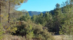 Finca agrícola con masía de piedra y bosque en Fuentespalda. en oferta con excelentes accesos por 66.000€
