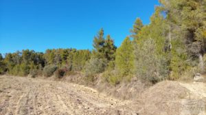 Finca agrícola con masía de piedra y bosque en Fuentespalda. para vender con excelentes accesos