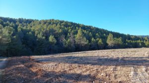 Detalle de Finca agrícola con masía de piedra y bosque en Fuentespalda. con excelentes accesos por 66.000€