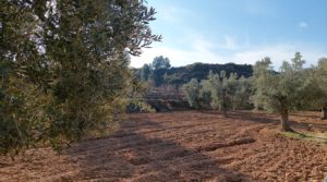 Vendemos Finca con casa de piedra en Maella.