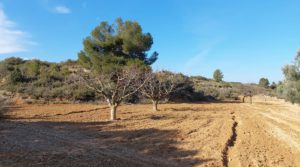 Se vende Finca con casa de piedra en Maella. por 35.000€