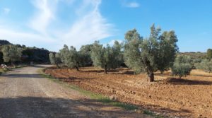 Foto de Finca con casa de piedra en Maella. en venta por 35.000€