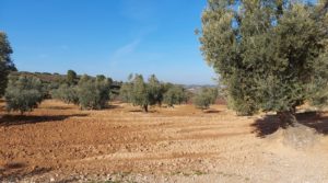 Finca con casa de piedra en Maella. en oferta