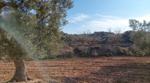 Foto de Finca con casa de piedra en Maella. en venta por 35.000€
