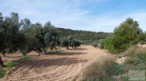 Detalle de Finca en plena producción con casa de piedra en Alcañiz. con privacidad