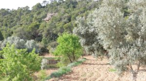 Detalle de Finca en plena producción con casa de piedra en Alcañiz. con buenos accesos por 53.000€