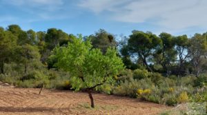 Finca en plena producción con casa de piedra en Alcañiz. a buen precio con privacidad