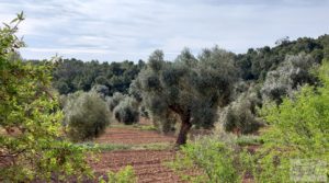 Finca en plena producción con casa de piedra en Alcañiz. a buen precio con privacidad por 53.000€