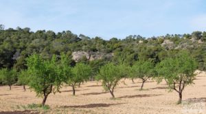 Finca en plena producción con casa de piedra en Alcañiz. en oferta con buenos accesos por 53.000€