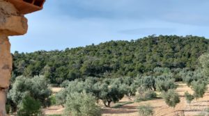 Foto de Finca en plena producción con casa de piedra en Alcañiz. con privacidad por 53.000€