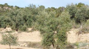 Finca en plena producción con casa de piedra en Alcañiz. en oferta con buenos accesos por 53.000€