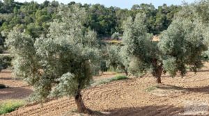 Vendemos Finca en plena producción con casa de piedra en Alcañiz. con buenos accesos