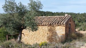 Finca en plena producción con casa de piedra en Alcañiz. en venta con buenos accesos