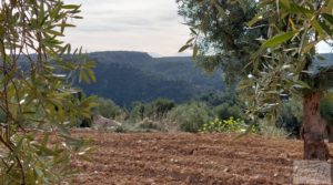 Foto de Finca en plena producción con casa de piedra en Alcañiz. con privacidad